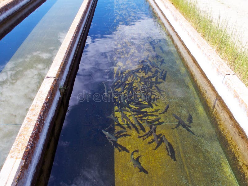 Rainbow Trout swimming in the raceway of a Colorado fish hatchery. This trout are kept to produce eggs to hatch more trout that can then be stocked in the local lakes and rivers for fisherman to catch. Rainbow Trout swimming in the raceway of a Colorado fish hatchery. This trout are kept to produce eggs to hatch more trout that can then be stocked in the local lakes and rivers for fisherman to catch.