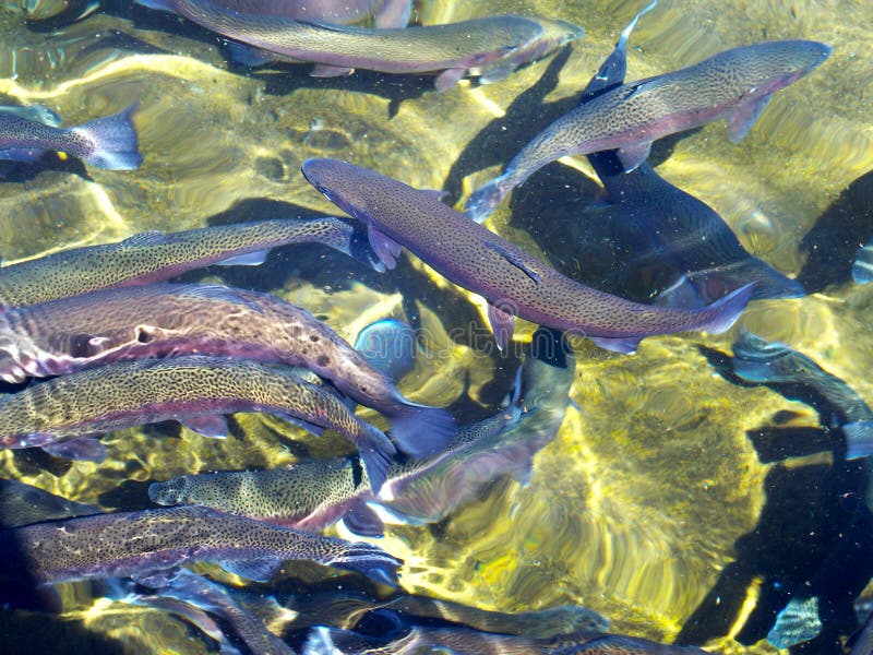 Rainbow Trout swimming in the raceway of a Colorado fish hatchery. This trout are kept to produce eggs to hatch more trout that can then be stocked in the local lakes and rivers for fisherman to catch. Rainbow Trout swimming in the raceway of a Colorado fish hatchery. This trout are kept to produce eggs to hatch more trout that can then be stocked in the local lakes and rivers for fisherman to catch.