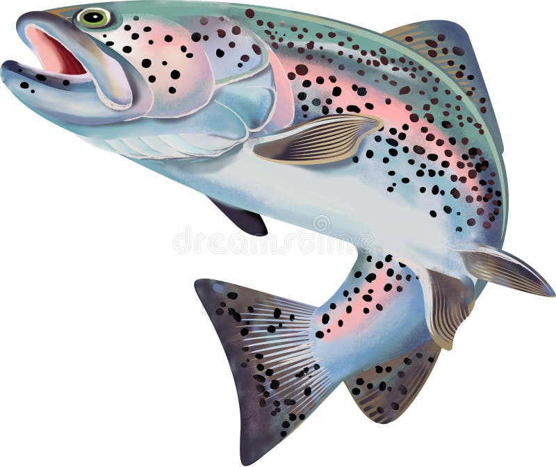 Trout Fish Illustration. Colorful Illustration with Details Stock
