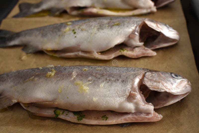 Trout Fish Ready To Be Cooked in the Oven Stock Image Image of common