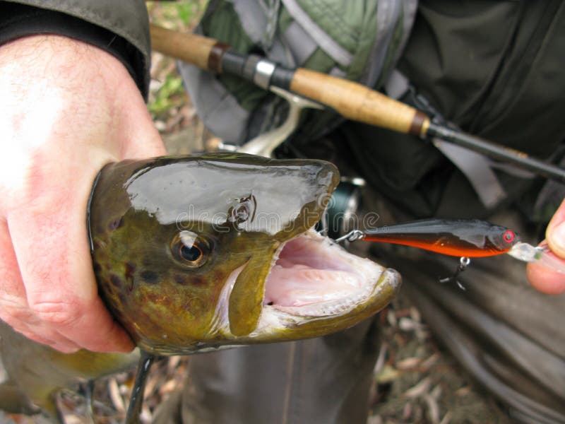 Trout fishing