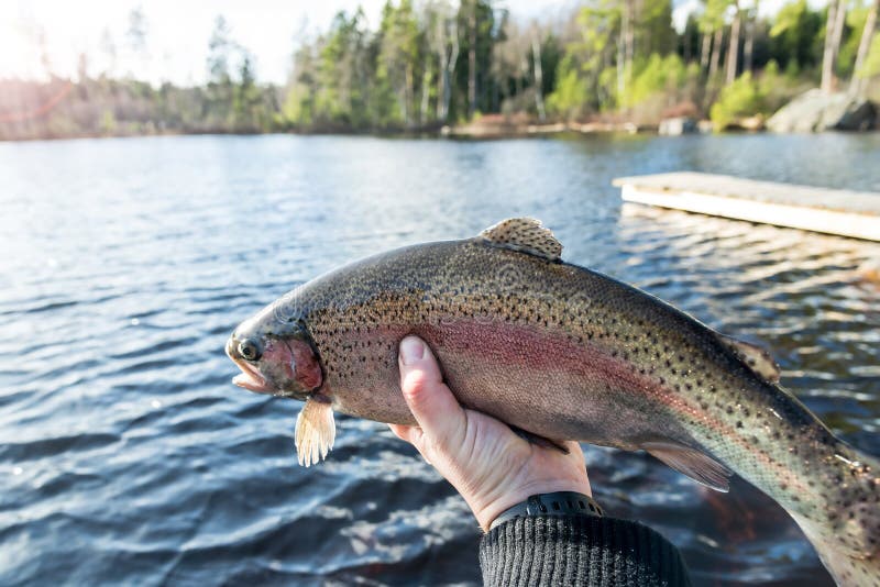 Trout fishing at evening