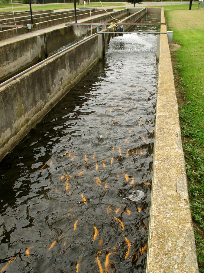 Photo of trout hatchery with albino and rainbow trout. Trout hatcheries are necessary to meet high demand from anglers.