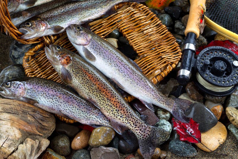 Trout Fishing Creel Stock Photos - Free & Royalty-Free Stock Photos from  Dreamstime