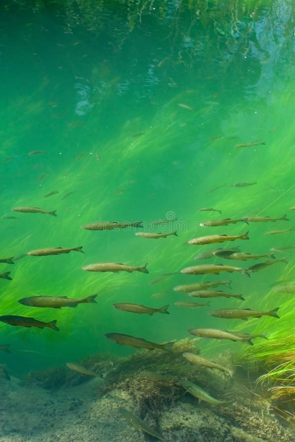 Trouts swimming in forest river