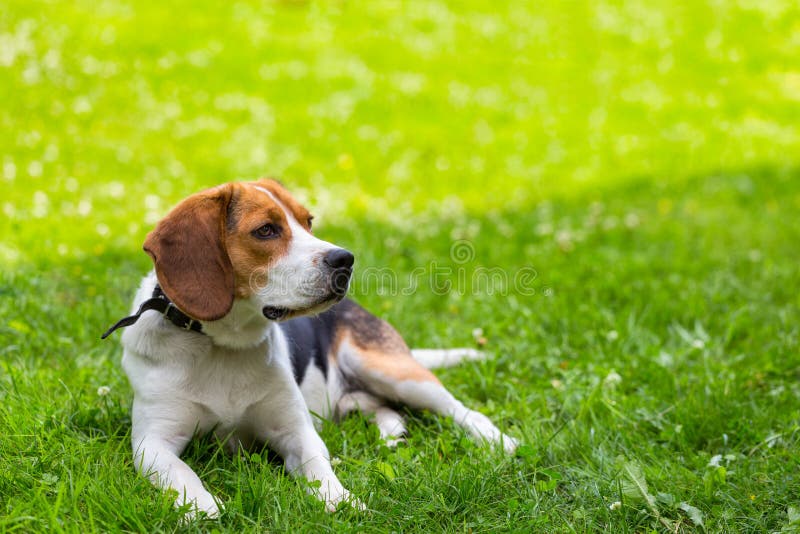 Trovandosi sul cane dell'erba verde immagine stock libera da diritti Trovandosi sul cane dell'erba verde immagine stock libera da diritti