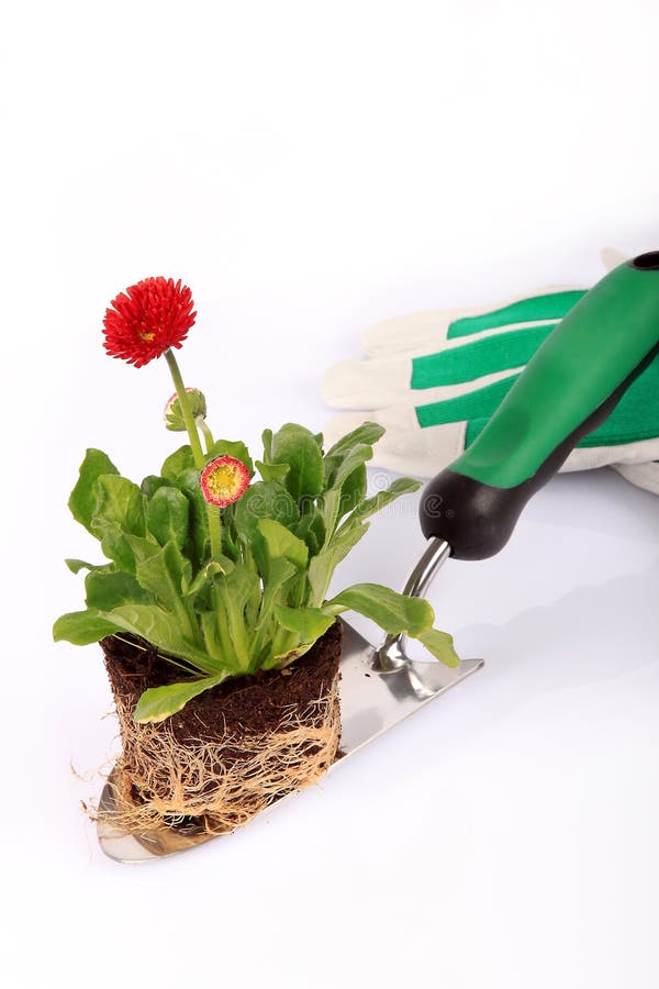 Trowel and plant stock image. Image of flora, floral 13469379