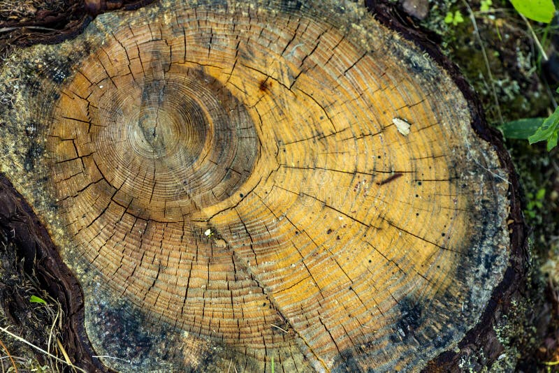 Stump with growth rings of an approximately 90 year old black spruce tree, Picea mariana, at the Philbrick-Cricenti Bog in New London, New Hampshire. Stump with growth rings of an approximately 90 year old black spruce tree, Picea mariana, at the Philbrick-Cricenti Bog in New London, New Hampshire