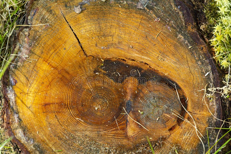 Stump with growth rings of an approximately 90 year old black spruce tree, Picea mariana, with a second, engulfed trunk, at the Philbrick-Cricenti Bog in New London, New Hampshire. Stump with growth rings of an approximately 90 year old black spruce tree, Picea mariana, with a second, engulfed trunk, at the Philbrick-Cricenti Bog in New London, New Hampshire