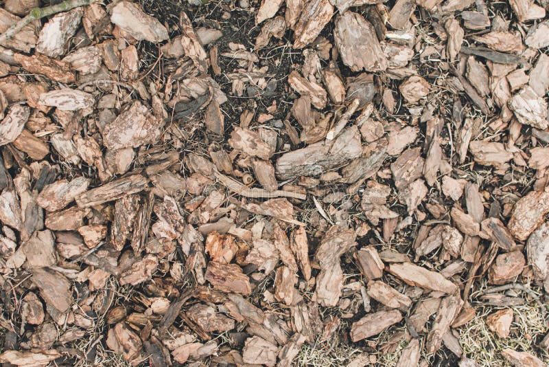 Truciolo della corteccia di albero immagine stock libera da diritti Truciolo della corteccia di albero immagine stock libera da diritti