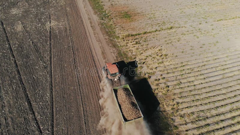 potato harvesting. truck with potatoes. tractor, with a trailer full of freshly harvested potatoes, drives on a dusty