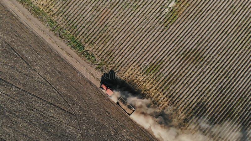 potato harvesting. truck with potatoes. tractor, with a trailer full of freshly harvested potatoes, drives on a dusty