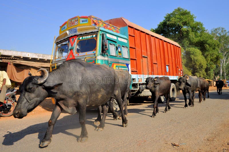 Truck and water buffalo