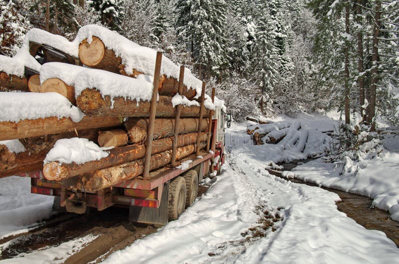 In the forest. Deforestation. Truckload of logs