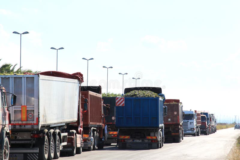 Trucks filled with grapes, Zapponeta, Italy