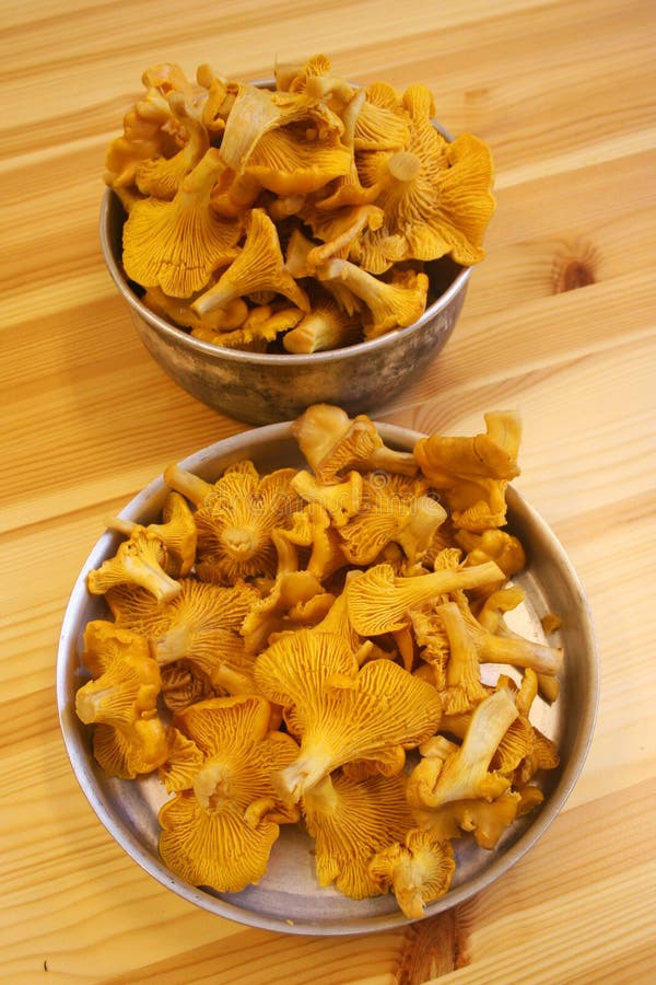 True Chanterelle, Cantharellus Cibarius. Stock Photo Image of