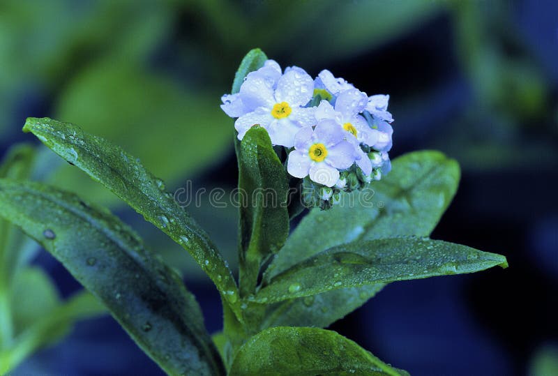 243 Myosotis Scorpioides Photos Free Royalty Free Stock Photos From Dreamstime 243 Myosotis Scorpioides Photos Free Royalty Free Stock Photos From Dreamstime