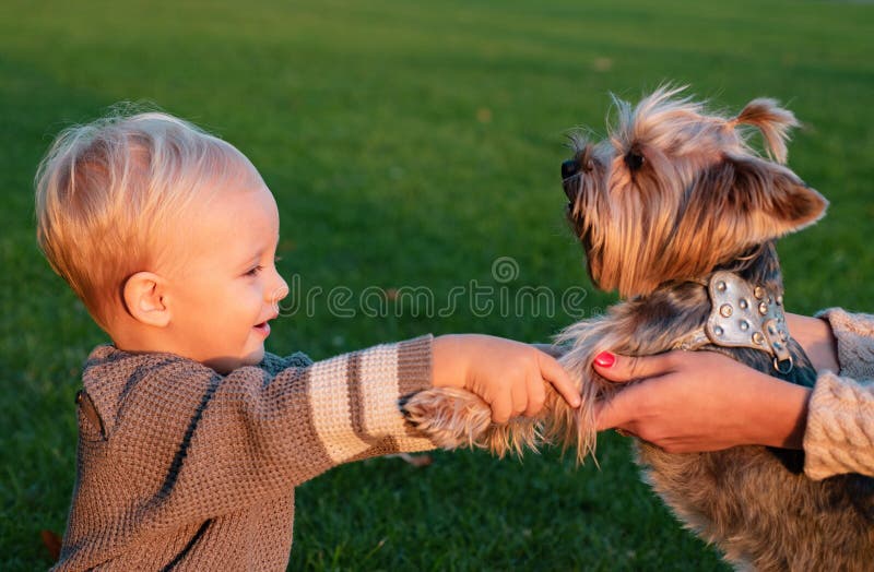 True friendship. Best friends forever. Happy childhood. Sweet childhood memories. Child play with yorkshire terrier dog royalty free stock images