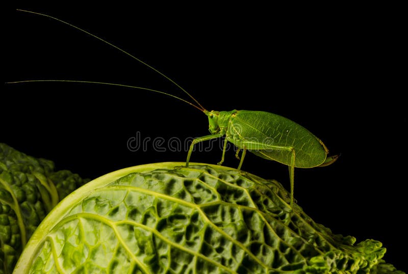 True katydid