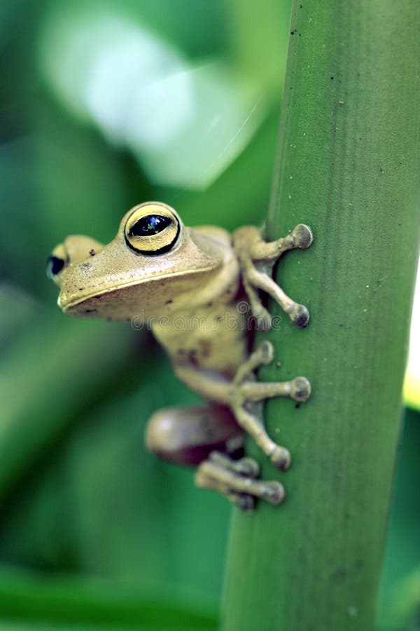 True tree frog, amphibian sighted in remaining Atlantic Rainforest. SAO PAULO, SP, BRAZIL - APRIL 30, 2011 - True tree frog, amphibian of the Hylidae family royalty free stock photos True tree frog, amphibian sighted in remaining Atlantic Rainforest. SAO PAULO, SP, BRAZIL - APRIL 30, 2011 - True tree frog, amphibian of the Hylidae family royalty free stock photos