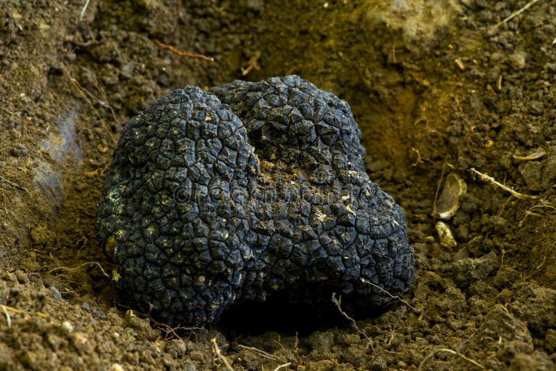 truffes-noires-20676263.jpg