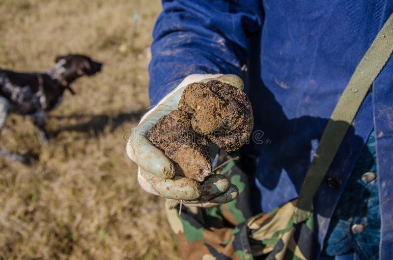 Truffle Hunting in Abruzzo, Italy