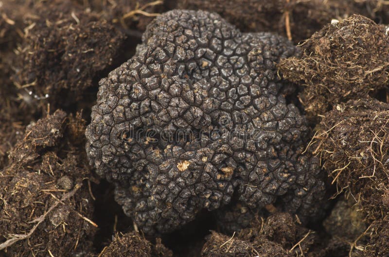 Freshly harvested truffles and sliced close up