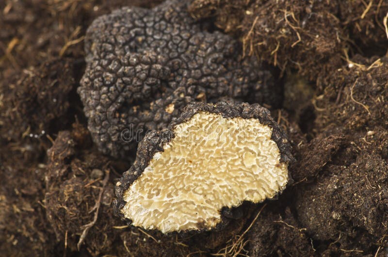 Freshly harvested truffles and sliced close up