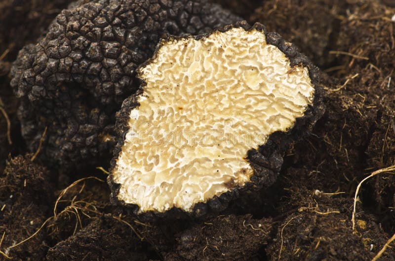 Freshly harvested truffles and sliced close up