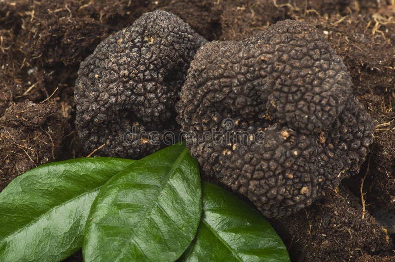 Freshly harvested truffles close up over ground