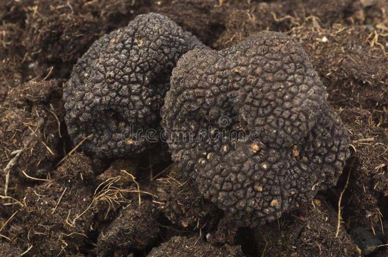 Freshly harvested truffles close up over ground