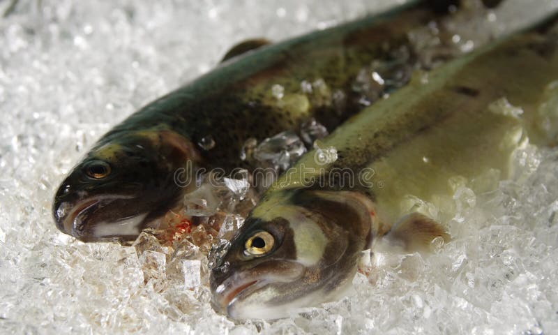 Truite sur la glace photographie stock libre de droits Truite sur la glace photographie stock libre de droits