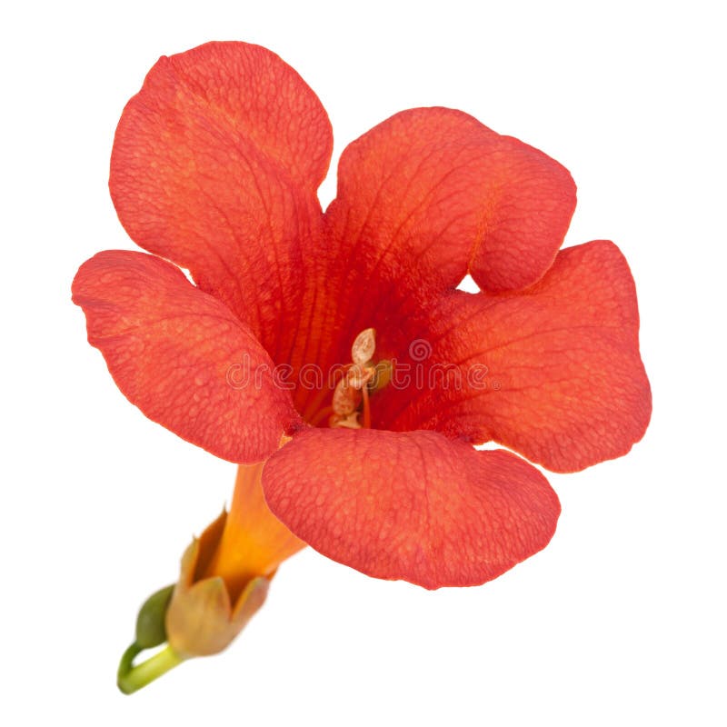Trumpet creeper flower stock image. Image of color, flower 76765593