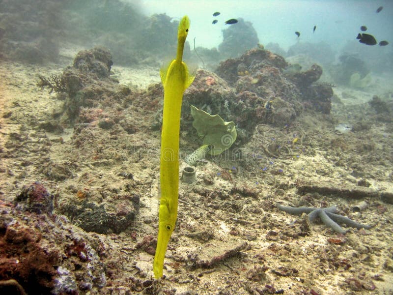 Trumpet fish stock image. Image of barrier, fish, pipefish 3106751