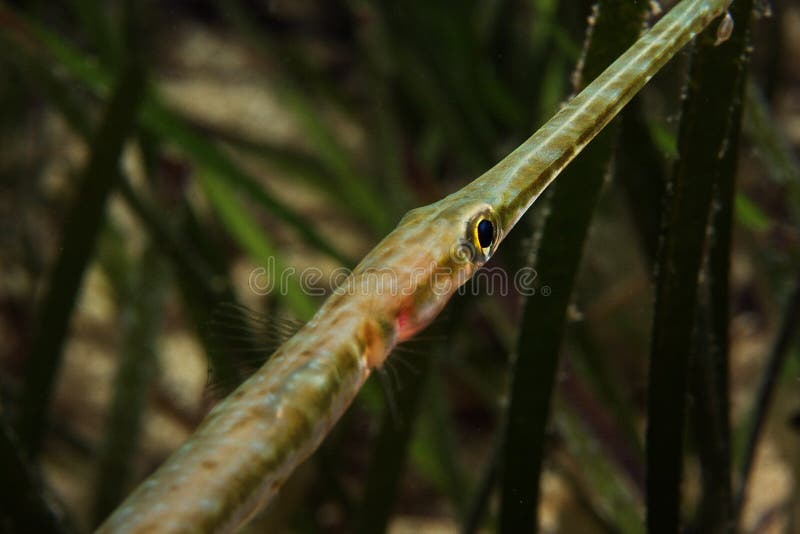 Trumpet Fish