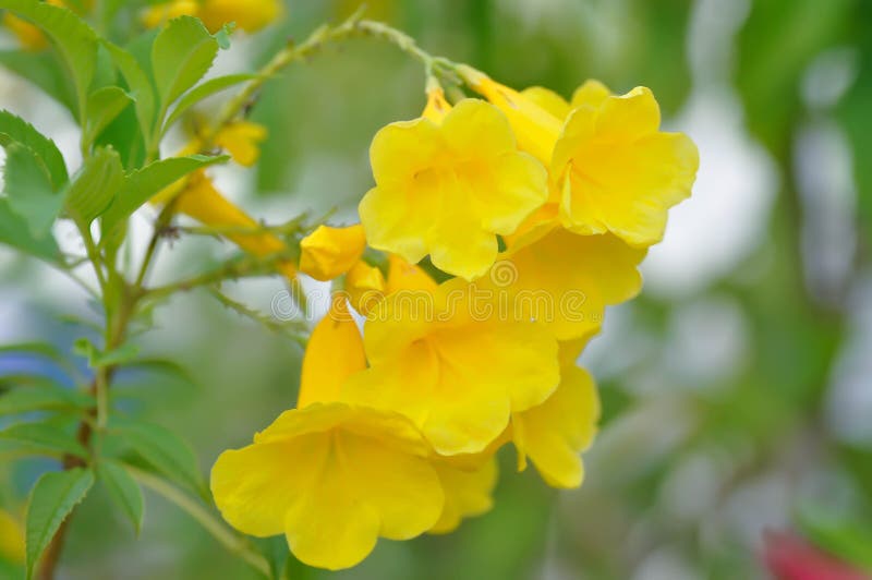 Trumpet Vine, Yellow, Yellow Bell or Yellow Elder Stock Image Image