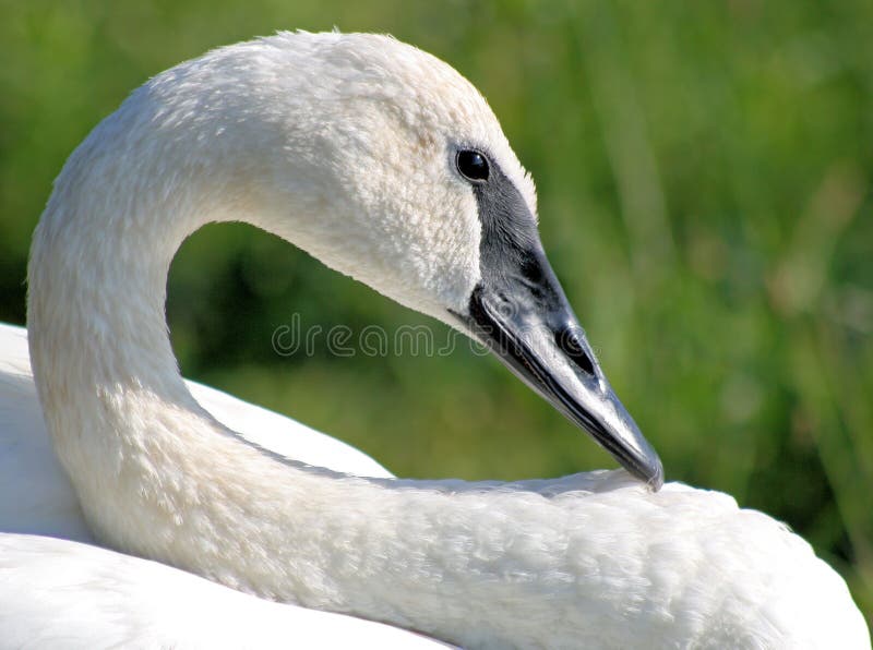 Trumpeter Swan