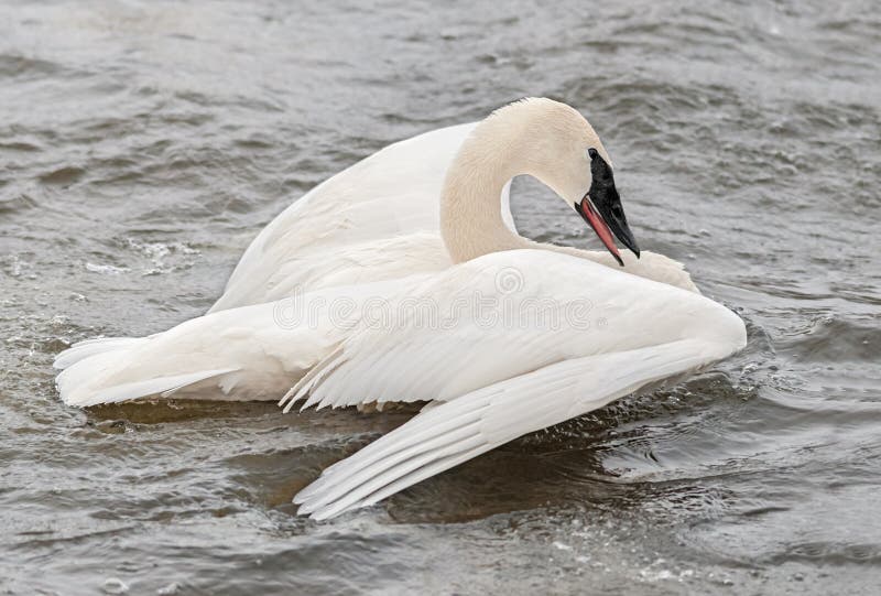 Trumpeter Swan (Cygnus Buccinator) Spread Wings Stock Photo - Image of beauty, elegant: 23600526
