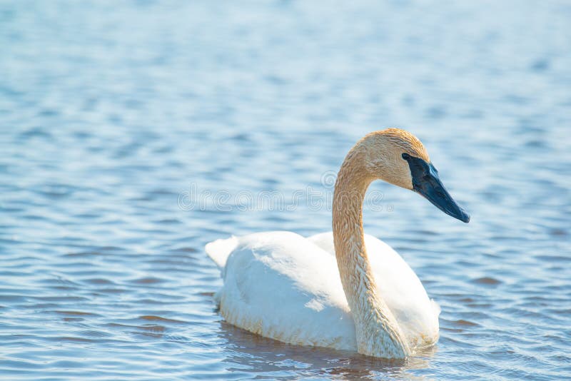 Trumpeter swan individual swimming - taken during the early Spring migrations at the Crex Meadows Wildlife Area in Northern Wisco stock photos Trumpeter swan individual swimming - taken during the early Spring migrations at the Crex Meadows Wildlife Area in Northern Wisco stock photos