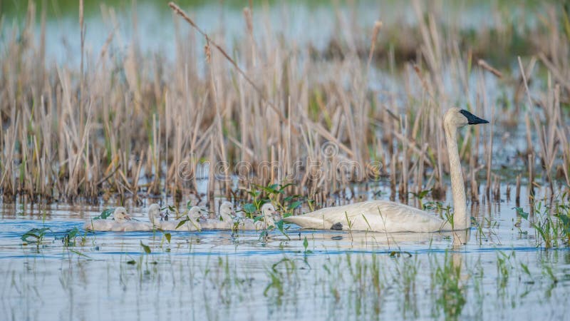 A trumpeter swan parent on a beautiful sunny spring day - with their cute baby cygnets - taken in the Crex Meadows Wildlife Area stock image A trumpeter swan parent on a beautiful sunny spring day - with their cute baby cygnets - taken in the Crex Meadows Wildlife Area stock image