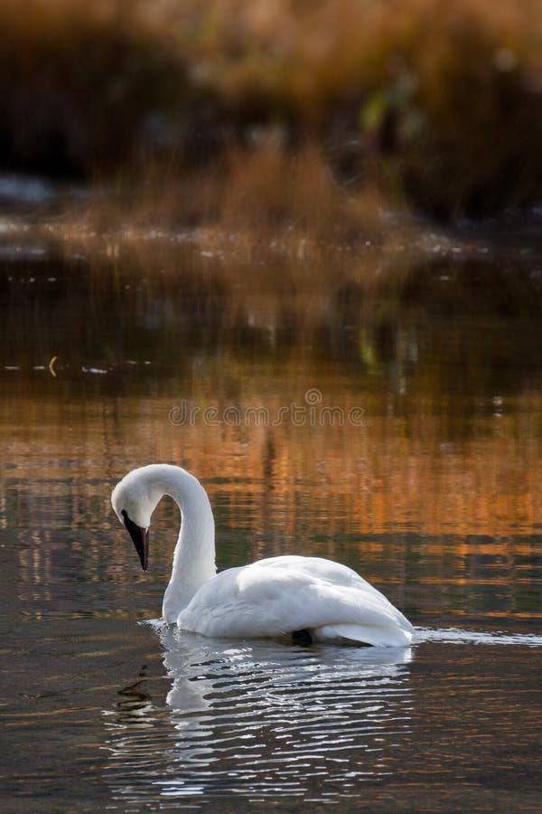 Trumpeter Swan Swimming in Golden Reflections