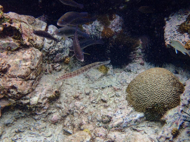 Trumpetfish που κολυμπά μεταξύ του βράχου και της κοραλλιογενούς υφάλου στοκ εικόνες με δικαίωμα ελεύθερης χρήσης Trumpetfish που κολυμπά μεταξύ του βράχου και της κοραλλιογενούς υφάλου στοκ εικόνες με δικαίωμα ελεύθερης χρήσης