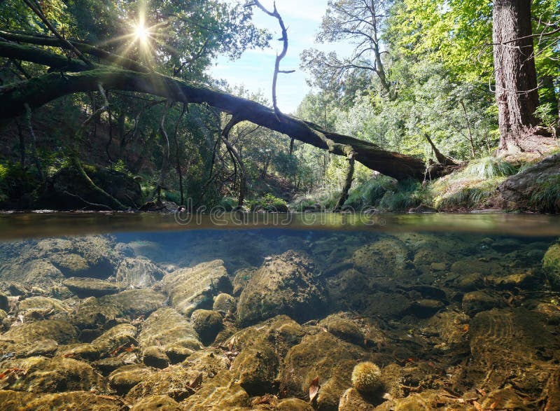 Trunchi de copac căzut pe râu, în pădure, sub suprafața apei stock photo