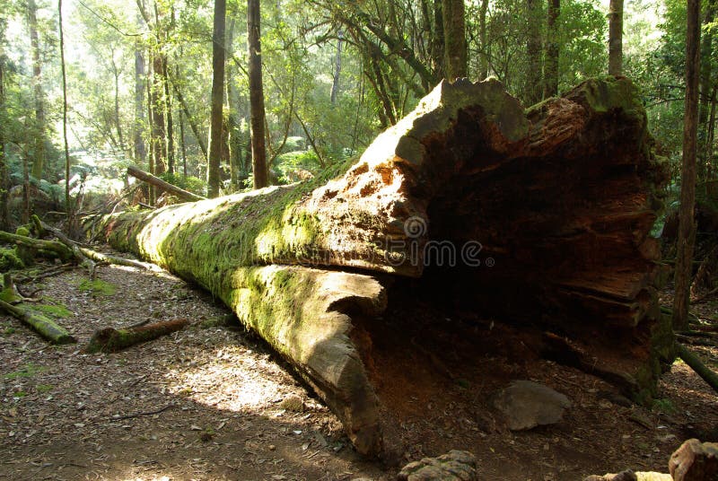 Trunchi de copac căzut royalty free stock photography