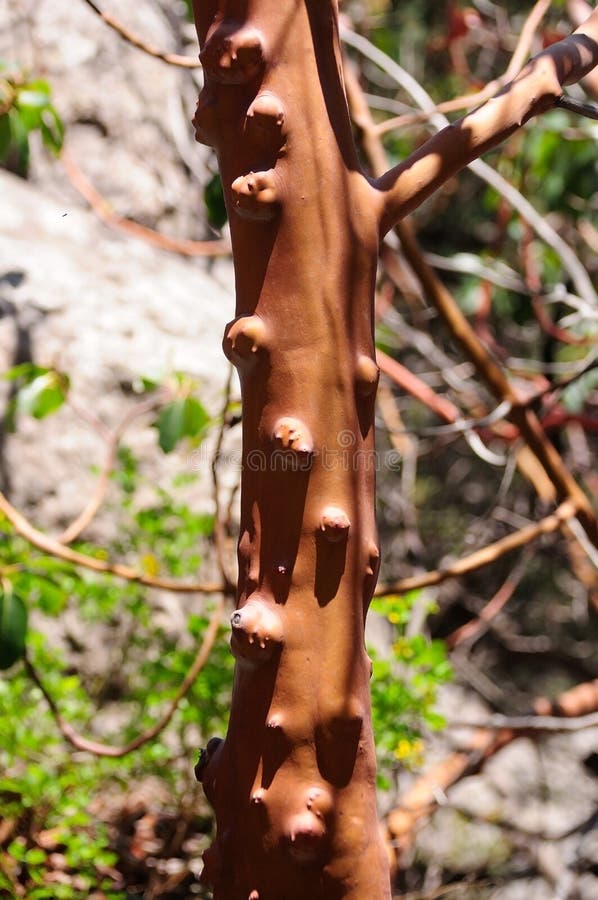 Trunk of arbutus tree with its peeling pink bark. View of Kziv