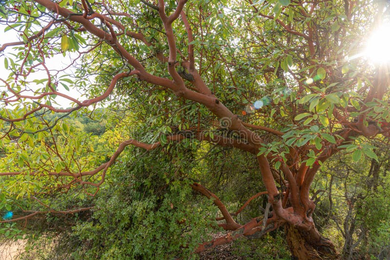 Trunk of arbutus tree with its peeling pink bark. View of Kziv