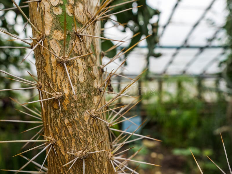 Trunk of a big cactus with long thorns. A cactus a prickly pear growing in hothouse conditions stock photography Trunk of a big cactus with long thorns. A cactus a prickly pear growing in hothouse conditions stock photography