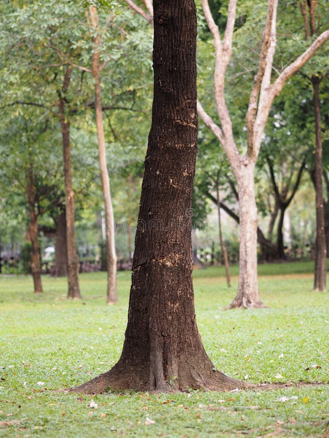 Large Trunk Big tree Bark rough texture
