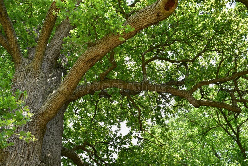 The trunk and branches of an old oak tree viewed from below. Crown of an old oak. Very old oak in the summer