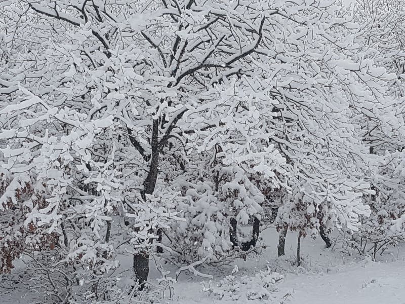 The Trunk and Branches of the Tree are Turning White Stock Image ...